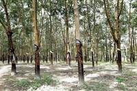 Nhiều doanh nghiệp cao su tự nhiên có kế hoạch chuyển đổi đất trồng cao su thành đất công nghiệp. Ảnh: Thành Nguyễn