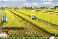 Để nông nghiệp tiếp tục là điểm tựa vững chắc