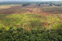 Một cánh rừng cao su đã đốn hạ để bàn giao mặt bằng xây dựng sân bay Long Thành