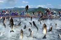 Nam Việt (ANV): Cổ phiếu tăng trần, lãnh đạo muốn bán bớt 5 triệu cổ phiếu