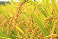 Giống cây trồng Việt Nam (NSC): Chi phí tăng cao, lợi nhuận sau thuế quý II giảm 16% xuống 65 tỷ đồng