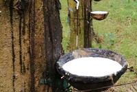 Cao su Thống Nhất (TNC) chốt quyền trả cổ tức năm 2020 bằng tiền, tỷ lệ 20%