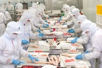 Nam Việt (ANV): Chủ tịch muốn bán gần hết lượng cổ phiếu nắm giữ