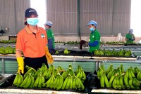 Hoàng Anh Gia Lai (HAG) ước lãi nửa đầu năm đạt 531 tỷ đồng, hoàn thành 47% kế hoạch