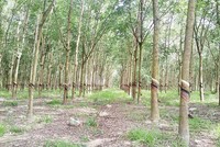 DPR: giá bán cao su tiếp tục giảm