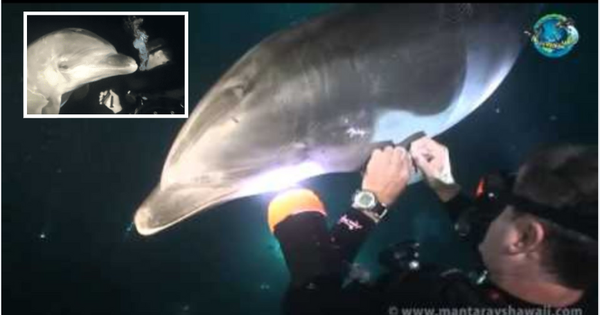 Trí thông minh đáng kinh ngạc của loài cá heo, biết cách tìm đến những người thợ lặn để cầu cứu khi bị thương nặng