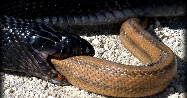 Loài rắn tuyệt đẹp, có sở thích nuốt sống đồng loại