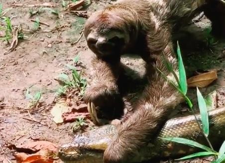 Quá lười để phải sợ: Bị trăn Anaconda khổng lồ ngáng đường, hành động của con lười khiến kẻ săn mồi phải "sững cả người"
