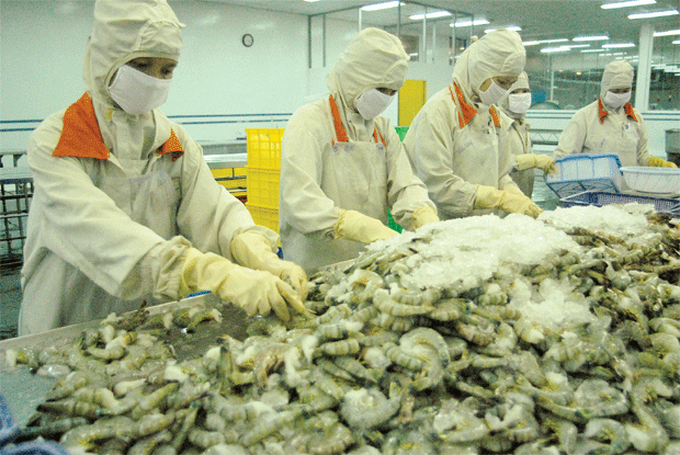 Doanh nghiệp xuất khẩu tôm gặp khó với thuế kiểu Mỹ