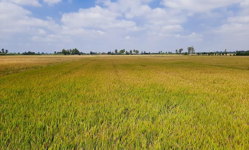 Long An được phép chuyển 142,61 ha đất trồng lúa để làm cụm công nghiệp