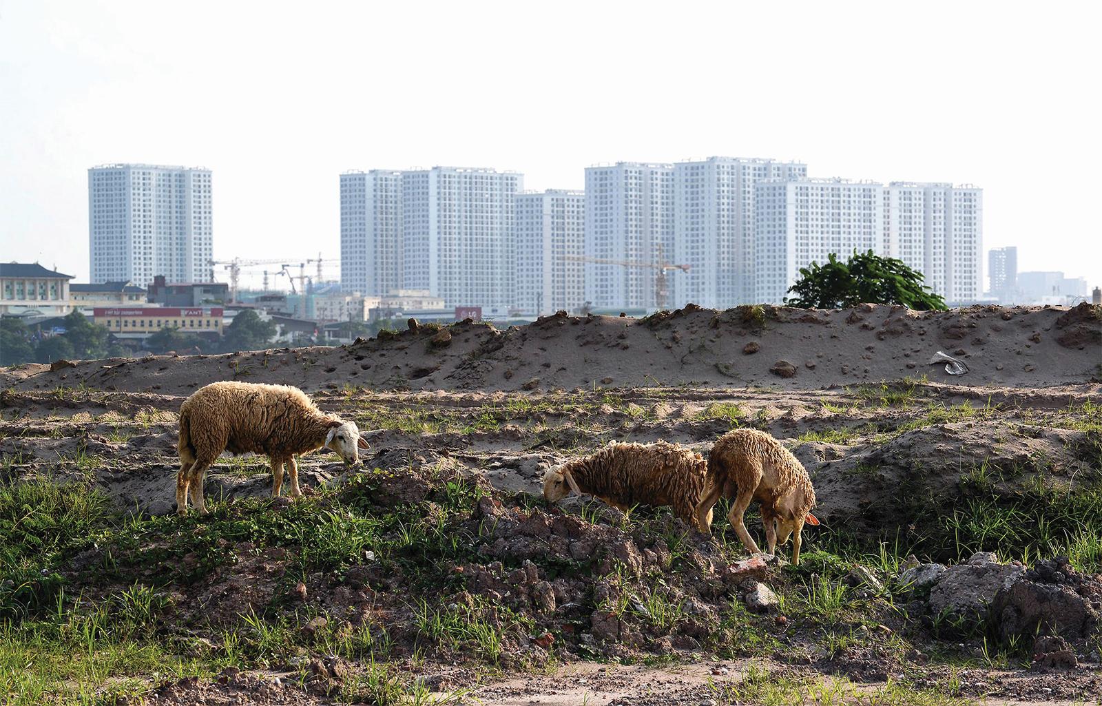 Sửa đổi Luật Đầu tư 2020: Khơi thông dòng chảy dự án nhà ở thương mại