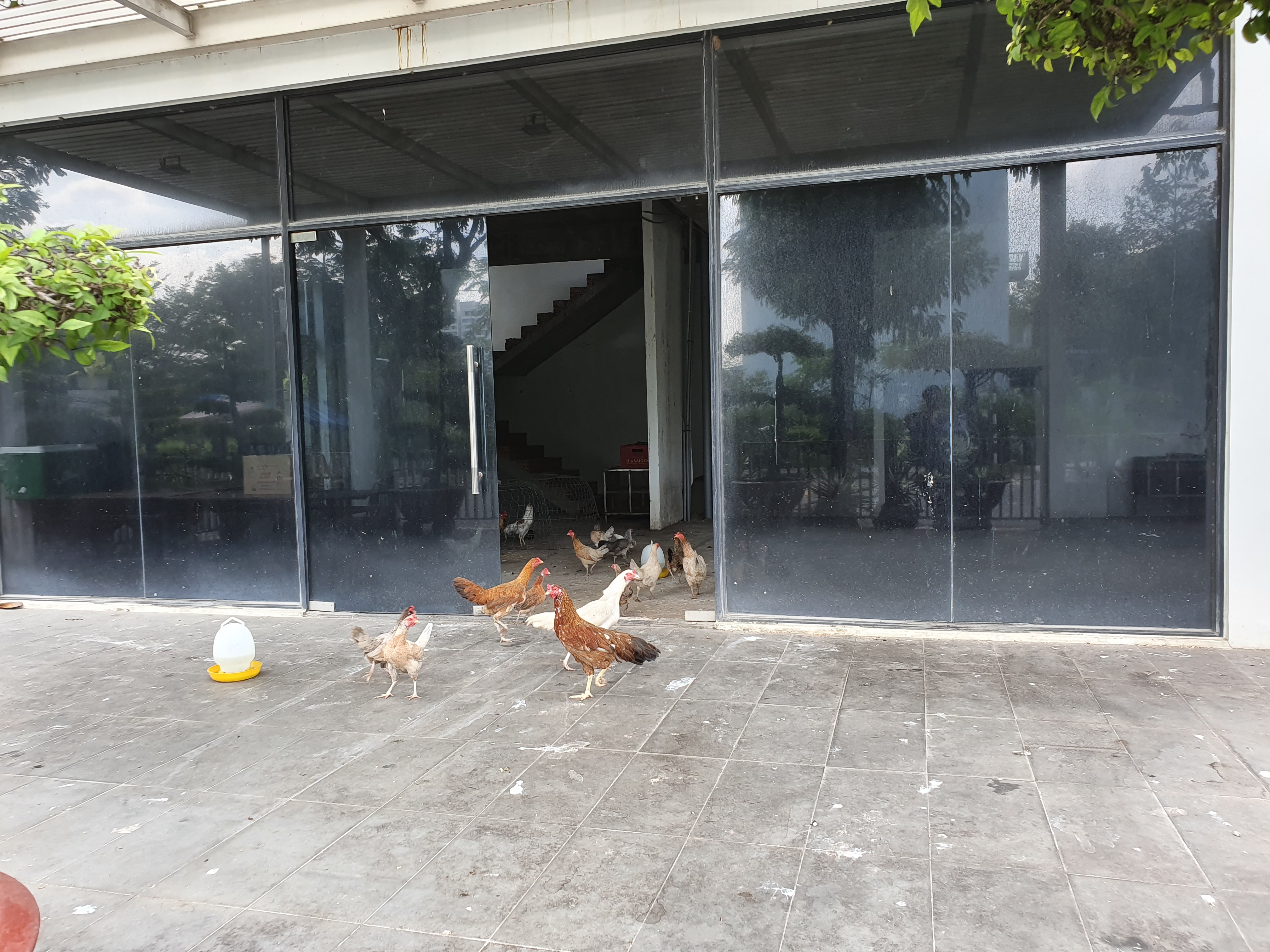 Biệt thự chục tỷ tại khu đô thị của Kiến Á chỉ để... nuôi gà
