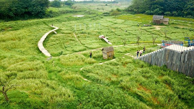 Mãn nhãn vườn hoa tam giác mạch gần 1 ha ở Hà Nội “hút” khách tham quan ảnh 1