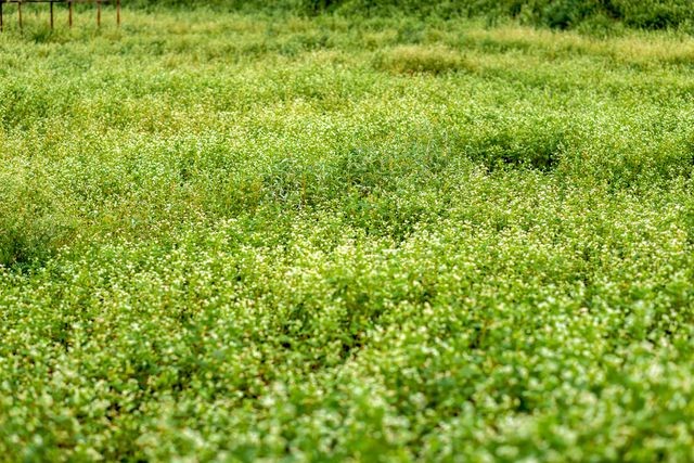 Mãn nhãn vườn hoa tam giác mạch gần 1 ha ở Hà Nội “hút” khách tham quan ảnh 3