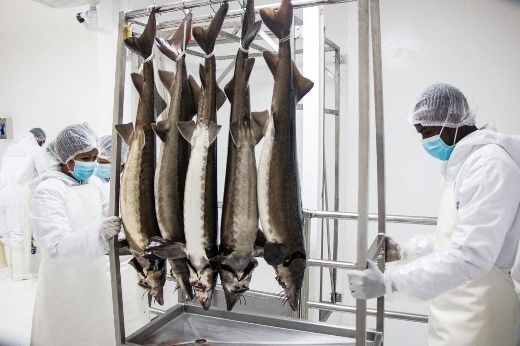 Trứng cá tầm - món ăn chỉ dành cho giới siêu giàu ảnh 2