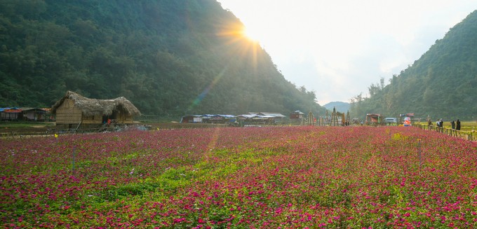 Bên trong thung lũng hoa lớn nhất Việt Nam ảnh 9