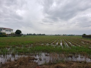 Đà Nẵng: Dự án Khu đô thị Phong Nam chưa giao đất đã khởi công