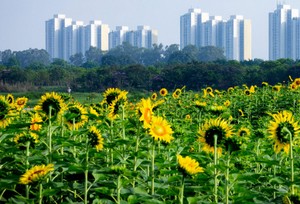 Thị trường bất động sản thêm một nỗi lo
