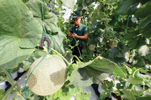 Luật Đất đai “cản chân” doanh nghiệp nông nghiệp công nghệ cao