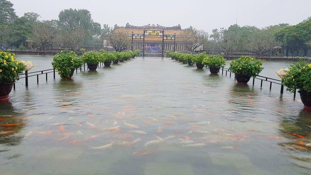 Hàng trăm con cá cảnh ở Hoàng Cung Huế... lên cầu bơi lội! ảnh 1