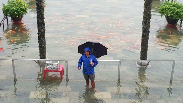 Hàng trăm con cá cảnh ở Hoàng Cung Huế... lên cầu bơi lội! ảnh 2
