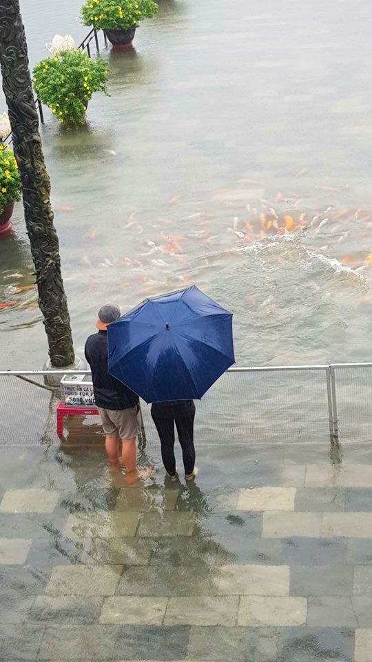 Hàng trăm con cá cảnh ở Hoàng Cung Huế... lên cầu bơi lội! ảnh 3