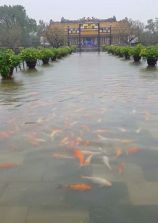 Hàng trăm con cá cảnh ở Hoàng Cung Huế... lên cầu bơi lội! ảnh 4