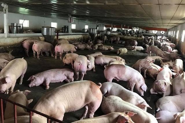 Việt Nam tạm dừng nhập khẩu thịt lợn Hungary và Ba Lan vì lo dịch tả ảnh 1