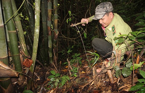 Báu vật rừng lim trên dãy Trường Sơn ảnh 1