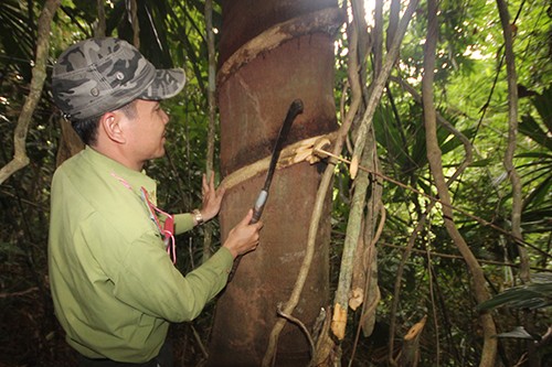 Báu vật rừng lim trên dãy Trường Sơn ảnh 2