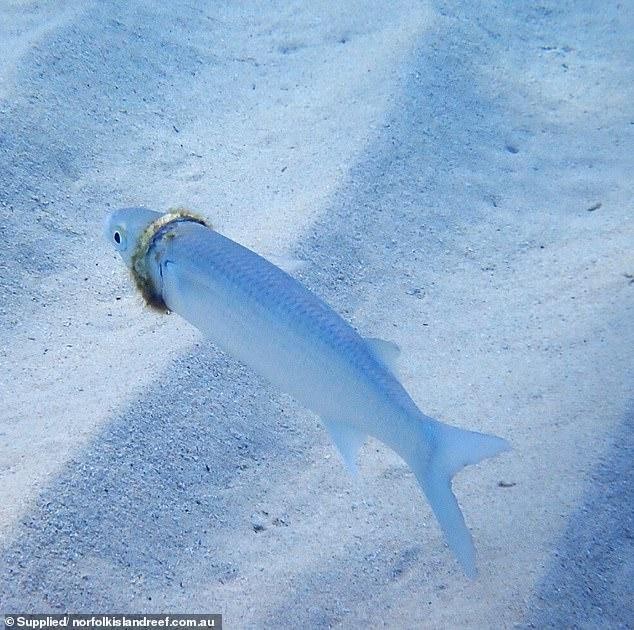 Chuyện thật như đùa, chiếc nhẫn cưới mất tích ngày nào bỗng nhiên được tìm thấy mắc kẹt trên người một con cá dưới đáy đại dương ảnh 1