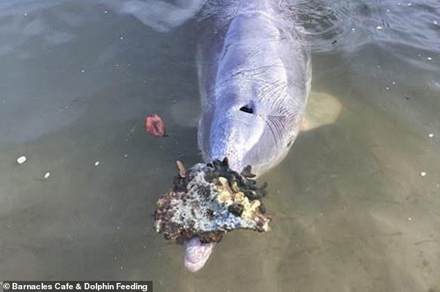 Lạ lùng chú cá heo có thói quen dùng những "báu vật" dưới biển sâu để đổi lấy thức ăn với con người ảnh 2