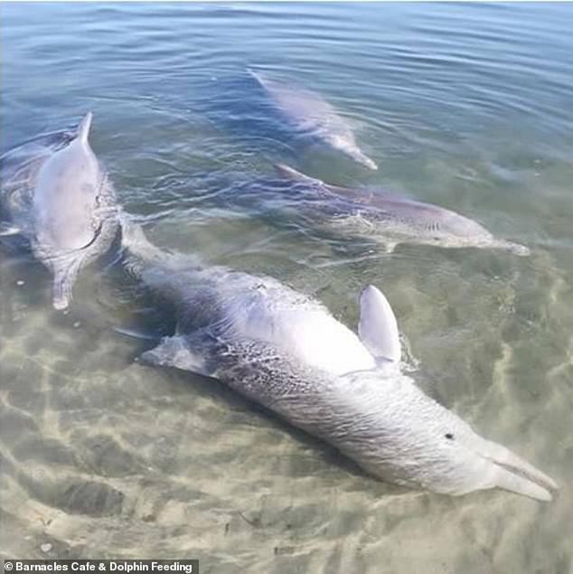 Lạ lùng chú cá heo có thói quen dùng những "báu vật" dưới biển sâu để đổi lấy thức ăn với con người ảnh 3