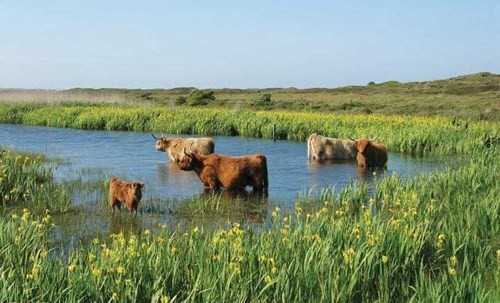 Wadden - vùng biển “kỳ lạ” của Hà Lan ảnh 3