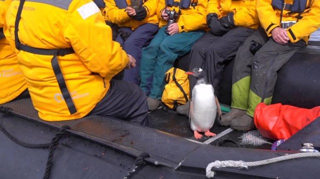 Cuống cuồng vì bị "biệt đội" cá voi sát thủ săn đuổi, chú chim cánh cụt nhanh trí nhảy thẳng lên thuyền của du khách để lánh nạn ảnh 2