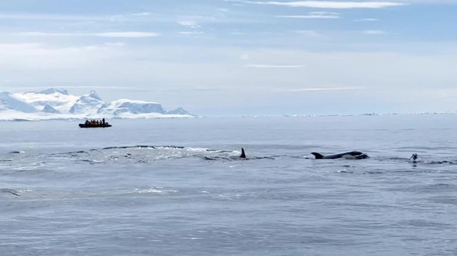 Cuống cuồng vì bị "biệt đội" cá voi sát thủ săn đuổi, chú chim cánh cụt nhanh trí nhảy thẳng lên thuyền của du khách để lánh nạn ảnh 1