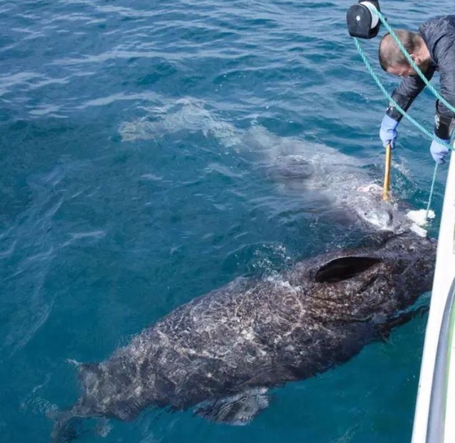Phát hiện "cụ" cá mập già nhất trên thế giới sắp tròn 400 tuổi ảnh 1