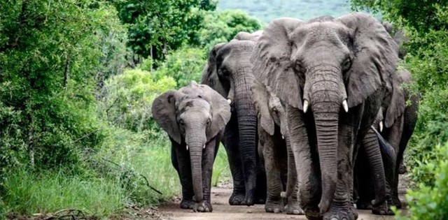 Đàn voi đi bộ hơn 12 tiếng để dự đám tang người đã nuôi dưỡng ảnh 1