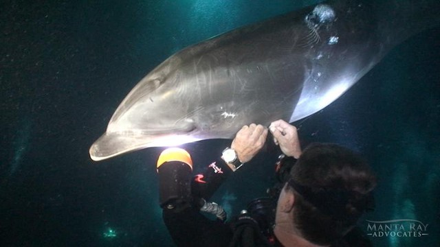 Trí thông minh đáng kinh ngạc của loài cá heo, biết cách tìm đến những người thợ lặn để cầu cứu khi bị thương nặng ảnh 2