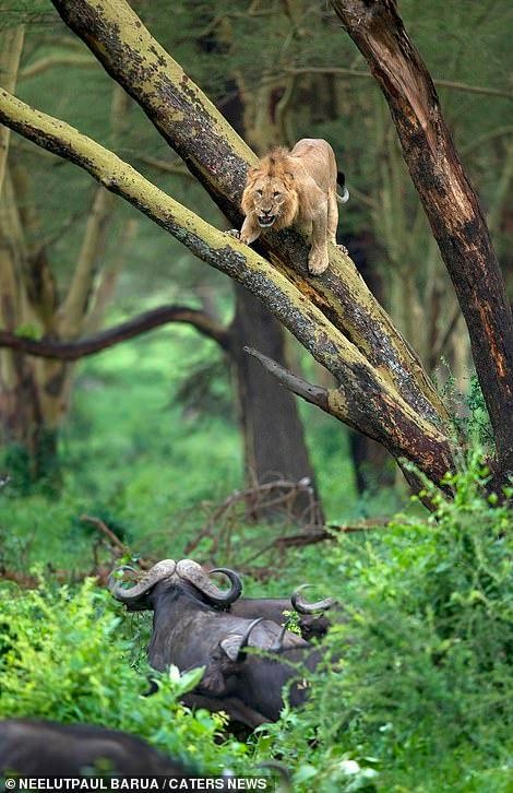 Bộ dạng "không thường thấy" của chúa tể rừng xanh khi bị hơn 100 con trâu rừng châu Phi truy đuổi ảnh 2