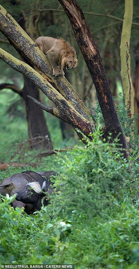 Bộ dạng "không thường thấy" của chúa tể rừng xanh khi bị hơn 100 con trâu rừng châu Phi truy đuổi ảnh 3