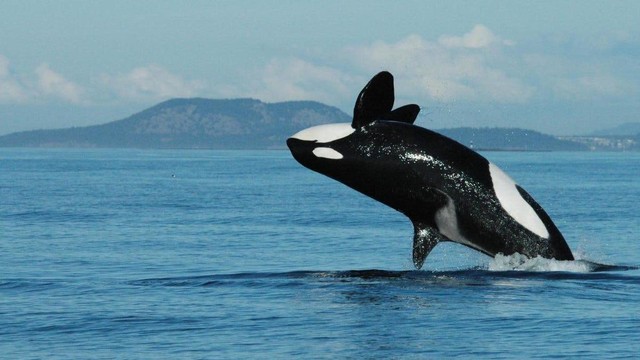 Hãy đón nhận nguồn năng lượng tích cực từ chú cá voi sát thủ "hạnh phúc nhất trên thế giới" ảnh 2