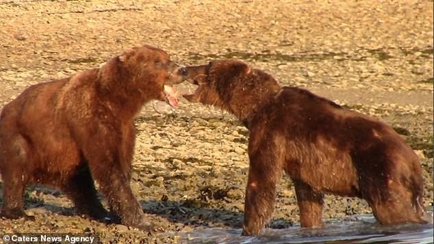 Nóng mắt trước hành động của "sửu nhi" bắt nạt kẻ yếu, gấu nâu Alaska ra tay hành động trượng nghĩa ảnh 1
