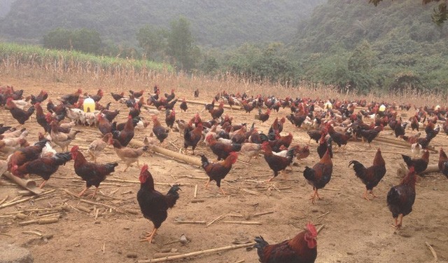 Liều Mạng Trời Cho Phi Vụ 1 Tuần Thu Hơn Tỷ Bạc