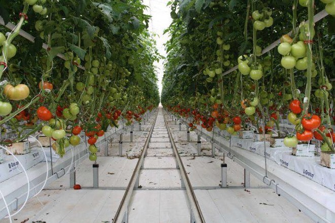 Kim ngạch xuất khẩu nông lâm thuỷ sản hơn 36 tỷ USD ảnh 1