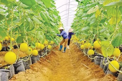 Đồng hành cùng chương trình “Nông nghiệp sạch” góp phần quảng bá nông sản Việt ra thế giới ảnh 1