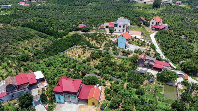 Lần đầu tiên, 600 tấn vải thiều Bắc Giang xuất khẩu thành công sang Nhật Bản ảnh 13