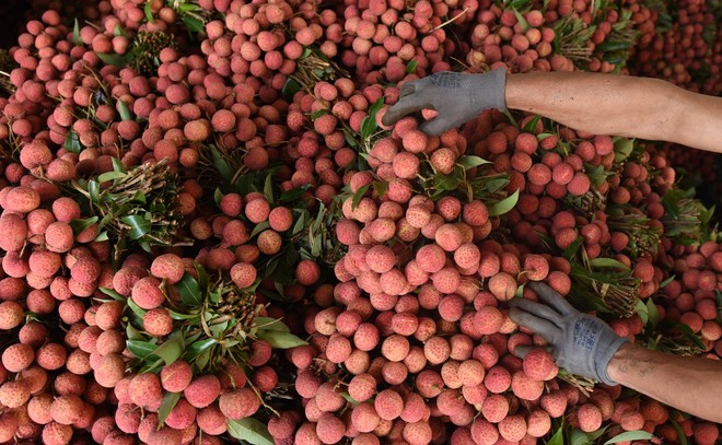 Lần đầu tiên, 600 tấn vải thiều Bắc Giang xuất khẩu thành công sang Nhật Bản ảnh 4