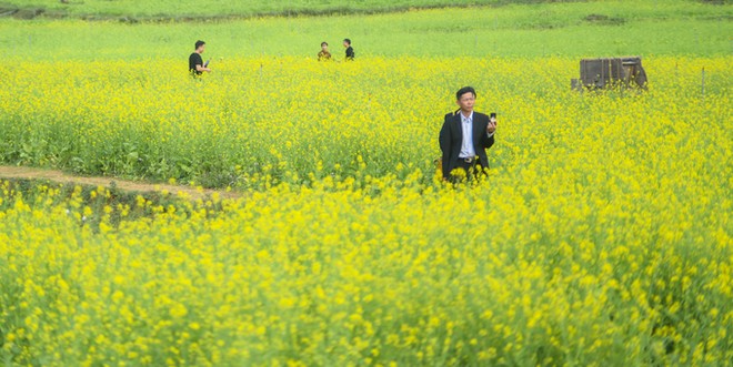Bên trong thung lũng hoa lớn nhất Việt Nam ảnh 2