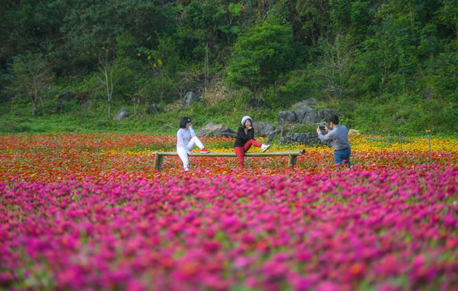 Bên trong thung lũng hoa lớn nhất Việt Nam ảnh 6